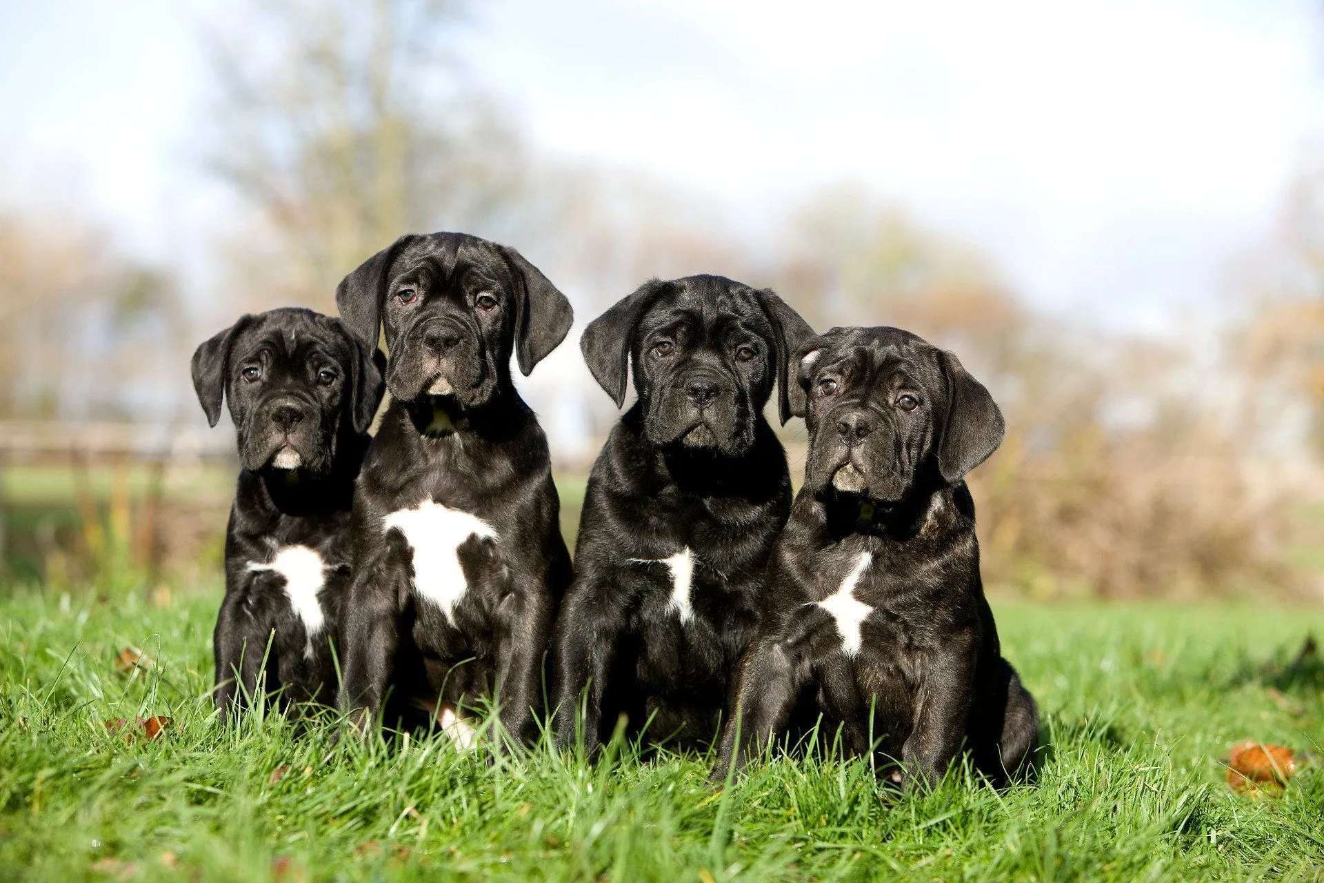 Cane Corso puppies from RiverBluff's litter reserved by Spring Hill, TN families