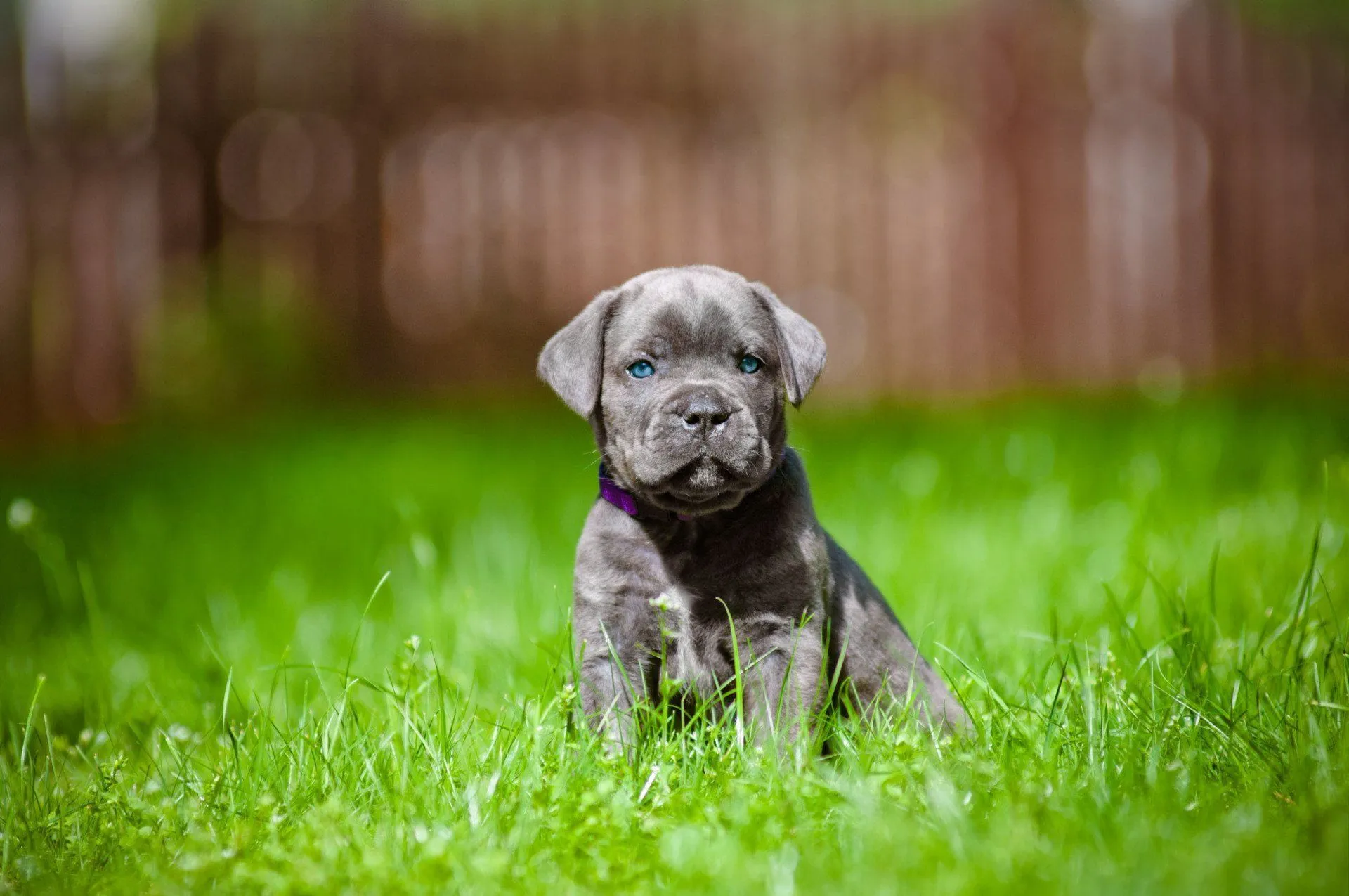 Young Cane Corso puppies available to reserve for Gallatin, TN families