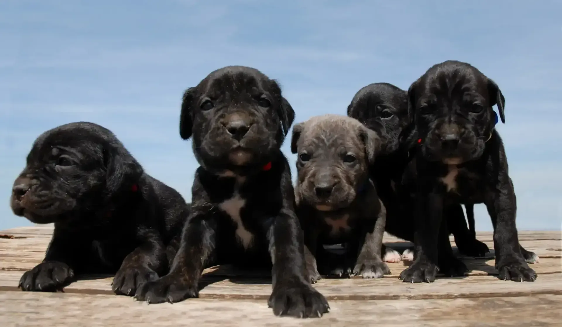 Four purebred black-and-brown Cane Corso puppies available to Smyrna, TN buyers