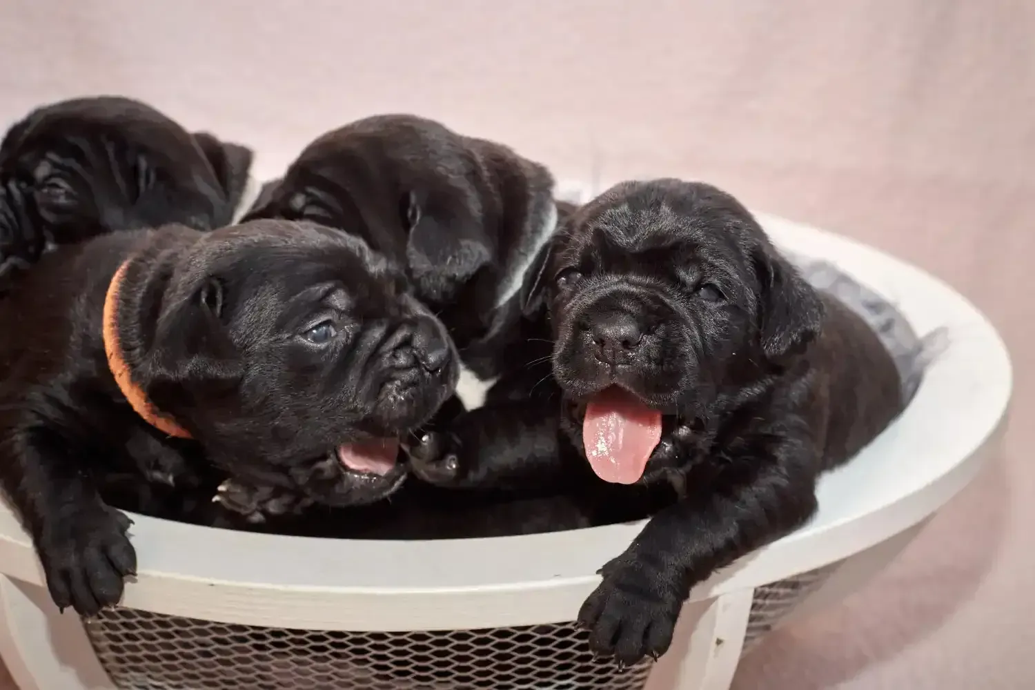 Black Cane Corso puppies in a basket, ready to reserve for Smyrna, TN families