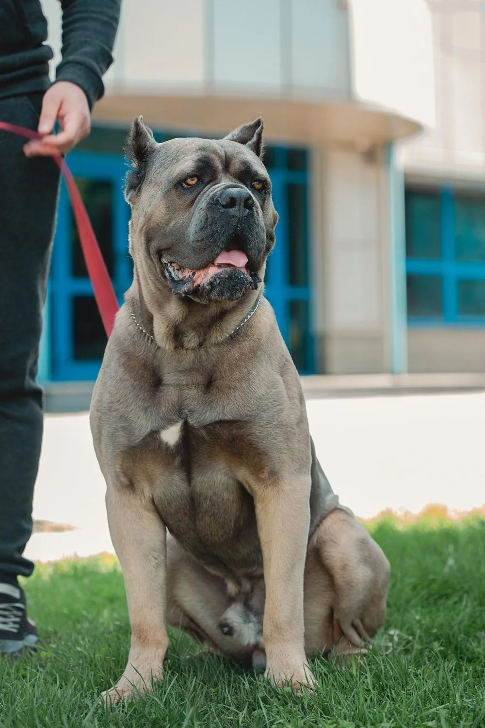 Titled adult gray Cane Corso with handler at RiverBluff, serving Kingsport, TN