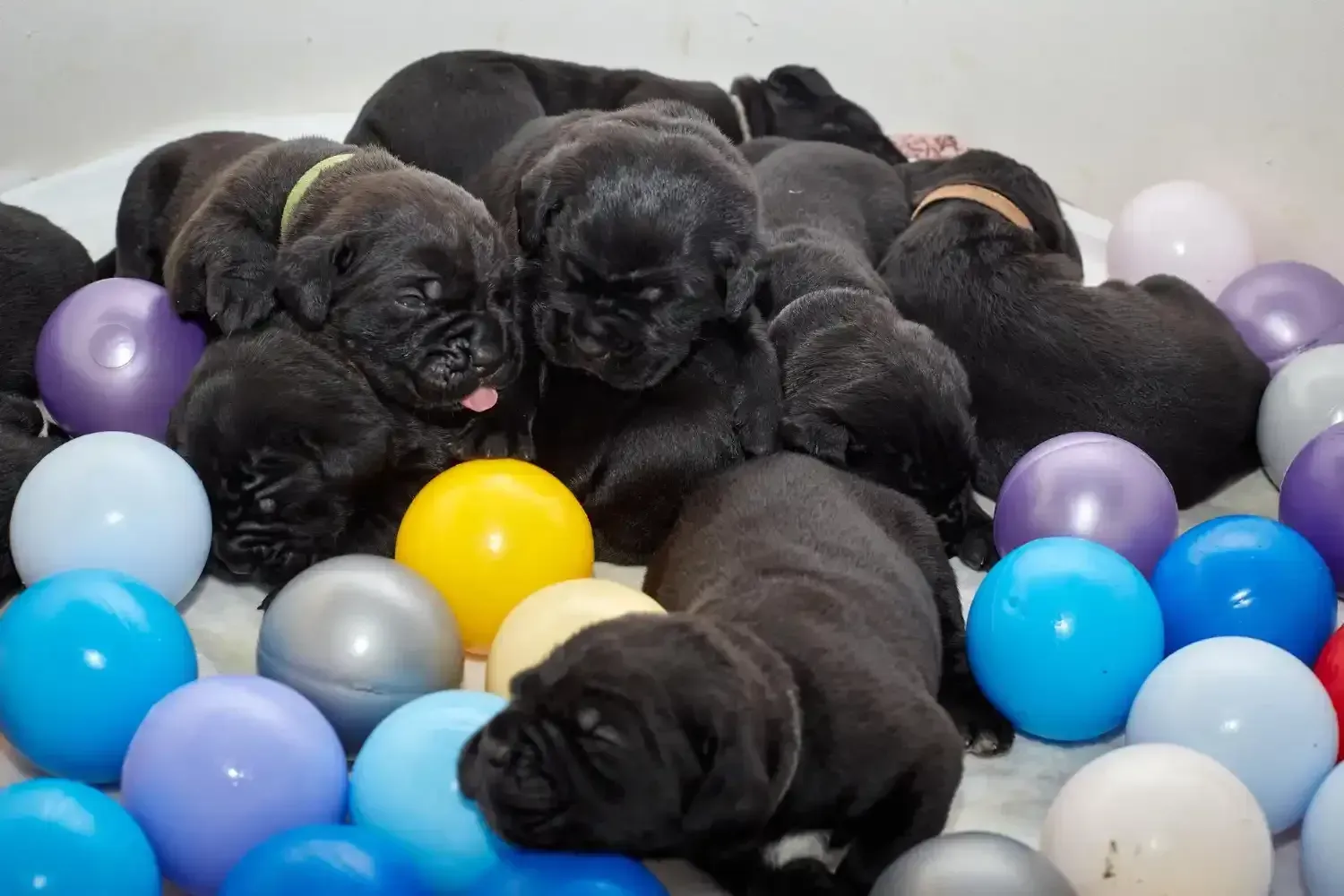 Black Cane Corso puppies for sale to approved Kingsport, TN homes