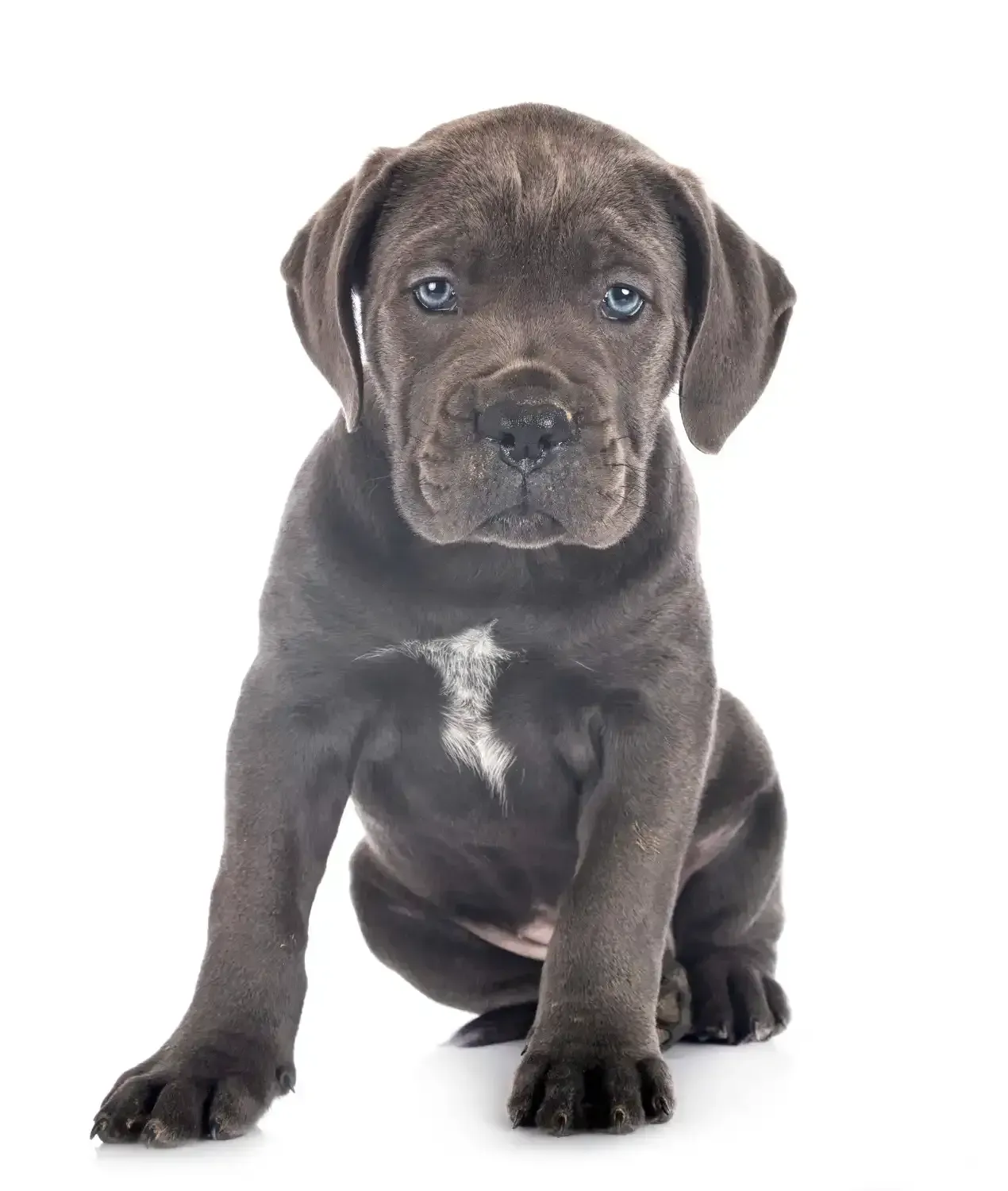 Young Cane Corso puppy ready for a Collierville, TN home