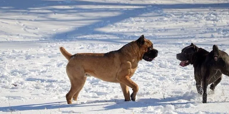 RiverBluff Cane Corso in Burlison, the kennel serving Gallatin, TN puppy buyers