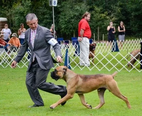 dog breeder burlison